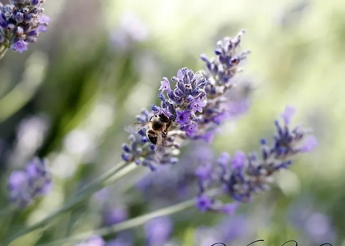 Keti Pool & Wellness * Сплитска